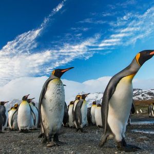 PENGU Heats Up: Nearly $600M In Open Interest Sparks Rally Talk