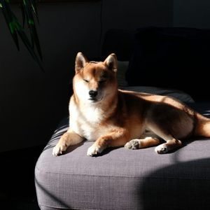 Dogecoin Draws New Attention As Open Interest Tops $3 Billion