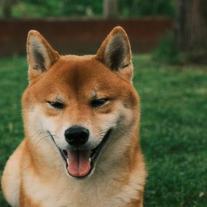 Dogecoin Face-Melting Rally: This Bullish Impulse Will Send Price Toward $0.8 ATH