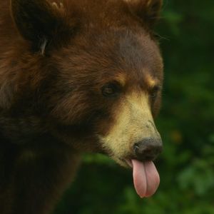 Michael Saylor Issues Rally Cry To Bitcoin Army: “Starve The Bears!”