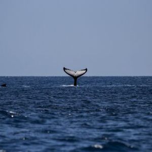 Whales Move Over 275 Million XRP Amid Price Surge