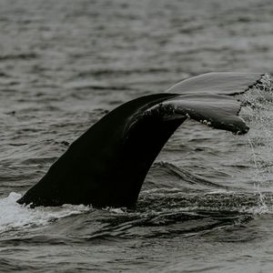 Selling Storm: Bitcoin Whales Could Drive Prices Down Further, Experts Warn