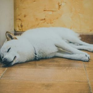 Shiba Inu Declared ‘Dead’—Unless This Game-Changer Arrives, Expert Says