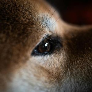 Is Dogecoin Waking Up? Critical On-Chain Metric Explodes Higher