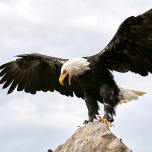 Trump-Linked World Liberty Backs USD1 With Treasury-Fueled Expansion