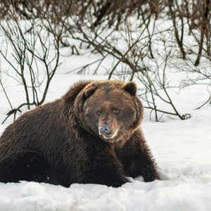 Bitcoin’s Bear Market Might Not Be New: Data Points To A 2-Month Slide