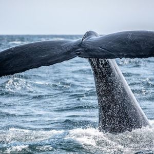 The Bitcoin Whale Comeback Story May Be Overblown, Onchain Data Shows