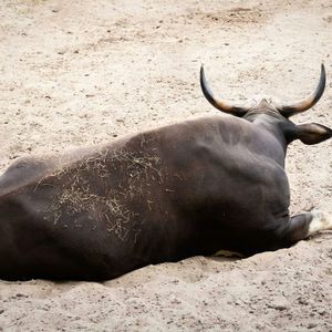 Santiment: Bitcoin Bulls Loading Up As Whales And Sharks Buy The Dip