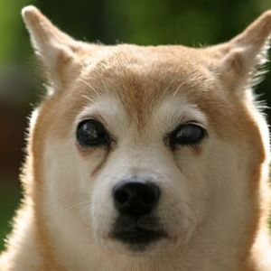 Shiba Inu (SHIB) Price Continues To Decline – What’s Causing The Drop?