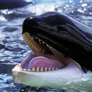 Big Players Return: Bitcoin Whales Scoop Up BTC At $71K