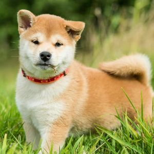 80% Down: Shiba Inu Whale Finally Exits After 2-Year Hold