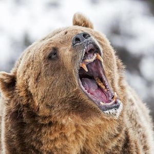 Bitcoin’s Fall To $78K Could Be A Bear Trap — Here’s Why