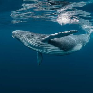 Bitcoin Whale-Retail Delta Drops To ETF-Era Lows As Smart Money Turns Cautious