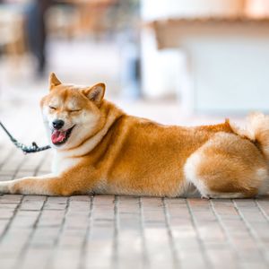 A 400 Billion Shiba Inu Surprise: Whale Wallet Springs Back To Life