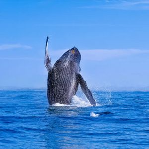 Cardano’s Oldest Holders Are Moving Again — Here’s What The Data Shows