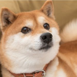 Dogecoin Breaking Past This Key Barrier Could Spell 10% Spike For DOGE