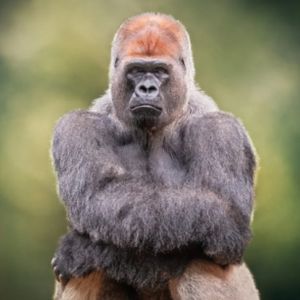 ApeCoin: Will January See The End of APE’s Recovery?