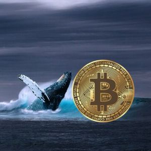 Bullish Signal: Bitcoin Whales Go On 20,000 BTC Buying Spree