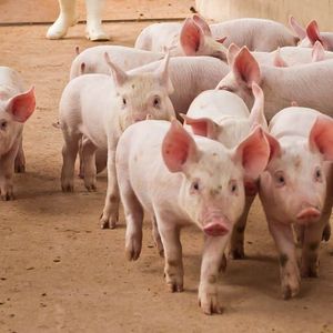 US DOJ Confiscates $112 Million Worth of Crypto Linked to ‘Pig Butchering’ Scams