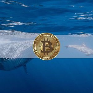 Bitcoin Whales Amassed $2.3 Billion Worth of BTC in 5 Weeks: Data