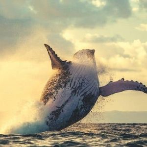 Not Every Whale Is a Winner: This One Lost $147K in ETH on Memecoins