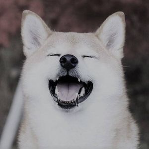 Shiba Inu (SHIB) Only Major Altcoin in Green as Bitcoin Flatlines on the Weekly: Your Crypto Recap