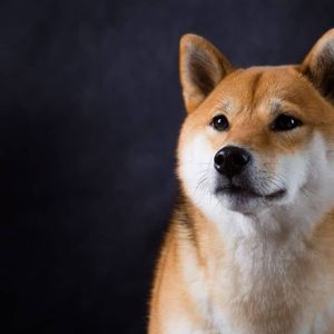 Shiba Inu’s Shibarium Experiences Major Issues on Day 1: Details