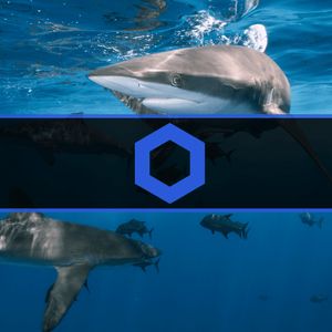 Chainlink Sharks Accumulate $9.6M Worth of LINK in 3 days: Data