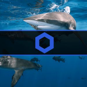 Chainlink Whales Accumulated Over $50M Worth of LINK in 2 Weeks: Data