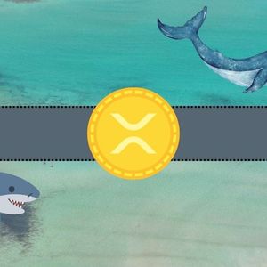 Ripple (XRP) Hits an All-Time High in an Important Metric