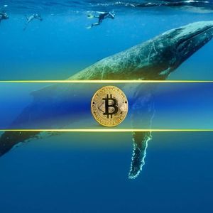 Bitcoin Whales Scoop Up Over 100,000 BTC in 10 Days in Rapid Accumulation