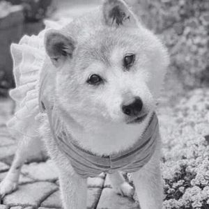 Farewell, Doge: Kabosu, the Shiba Inu Behind the Iconic Meme, Dies at 18