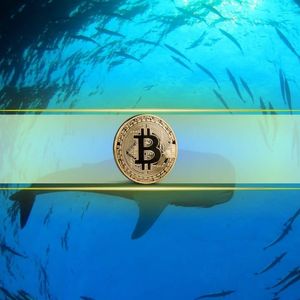 Bitcoin Whales Accumulated $22.8 Billion in BTC Despite Market Drop