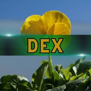 DEX Activity Surges as Retail Investors Seek Early Access to Tokens