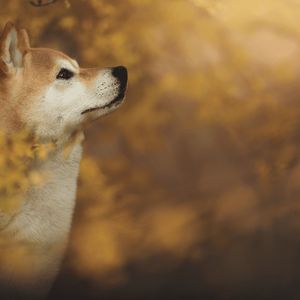 Shiba Inu, Pepe, Dogecoin Explode by Double Digits, Total Liquidations Up to $150M