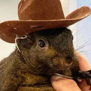 Peanut the Squirrel (PNUT) Meme Coin’s Market Cap Surged to $130M Following Musk’s Post