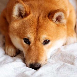 Shiba Inu’s Supply Raises Concerns, Chainlink and Toncoin Display Healthier Metrics