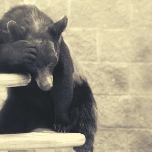 $500M in Shorts Liquidated as Bitcoin (BTC) Blasts Above $101K
