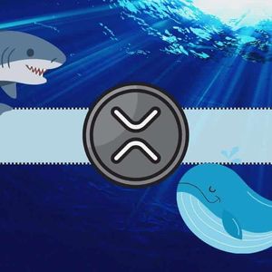 Understanding Today’s Crash in XRP Prices: Ripple Whales Behind the Move Below $2.5?