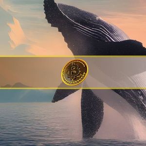 BTC Crash Triggers Spike in $1M Bitcoin Whale Buys: On-Chain Data