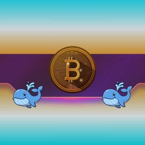 Bitcoin Whales Go on Accumulation Spree as BTC Price Reaches ‘Make-or-Break’ Point