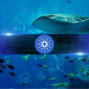 Good or Bad? Cardano Whales Control 67.5% of the Total ADA Supply