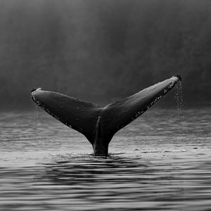 Cardano: ADA riding a wave of enormous dumps from Whales