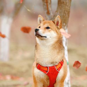 If the following occurs, the price of Shiba Inu might rise by 15%.