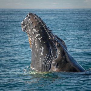 Bitcoin Whales Activated, Major Influencer Sees Bitcoin Soon Touching $25k to $30k