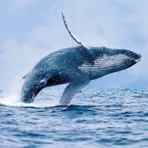 Fourth Largest Whale Buying This Crypto Token In Millions