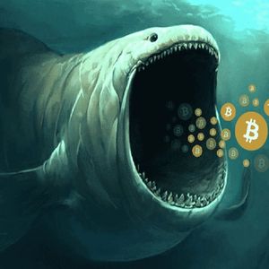 Bitcoin Whale Activity On A Major Decline, Further BTC Fall Ahead?