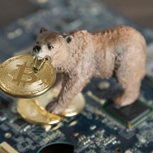What to Do During A Bitcoin Bear Market? – 5 Things You Should Know