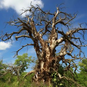 Pioneering Genomic Tool Shields Trees from Global Pathogen Threat
