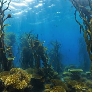 AI to the Rescue: Reviving Australia’s Giant Kelp Forests